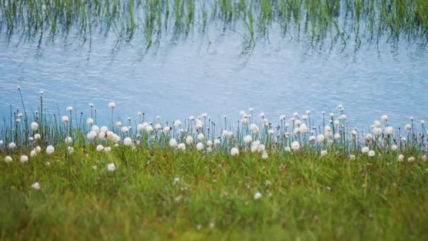 Fluffy Cotton Grass Waters Edge Slow Motion High Quality Footage — Stock Video