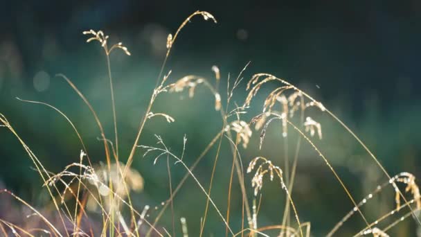 Close Shot Delicate Ears Withering Grass Blurry Background Slow Motion — Video