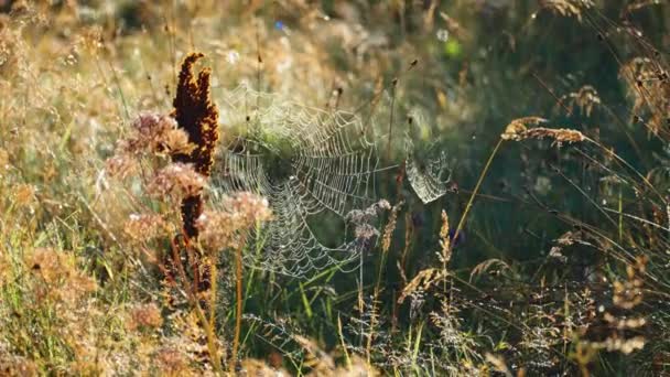 Een Delicaat Spinnenweb Het Verdord Gras Hoogwaardige Beelden — Stockvideo