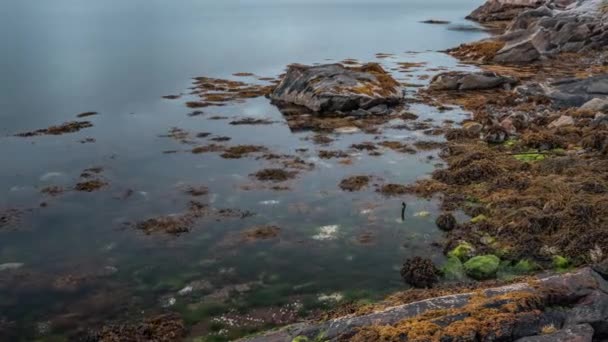 一张精致的淡粉色石南花的特写照片 水泡的前景 慢动作 高质量的4K镜头 — 图库视频影像