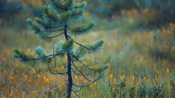 一棵小松树的特写 背景上有鲜艳的黄色花朵的田野 慢动作 向右转 高质量的4K镜头 — 图库视频影像