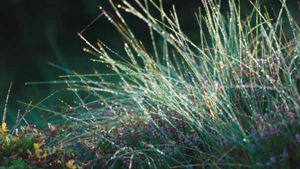 Close Shot Blades Grass Beaded Dew Drops Slow Motion Pan — Vídeos de Stock
