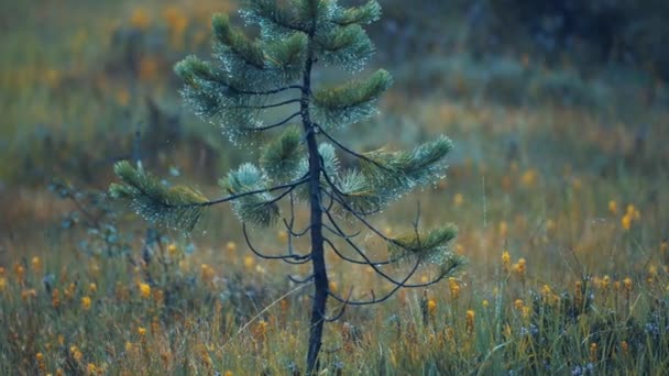 在冻土带景观中的一棵幼松的特写 背景上有鲜艳的黄色花朵的田野 慢动作 向右转 高质量的4K镜头 — 图库视频影像