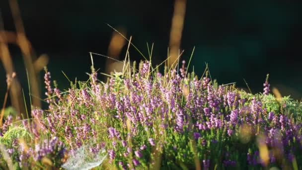 Close Shot Delicate Pale Pink Heather Flowers Slow Motion High — Wideo stockowe