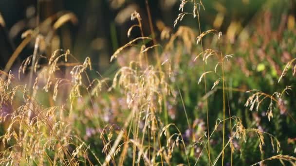 Close Shot Delicate Ears Withering Grass Pink Heather Background Slow — Video
