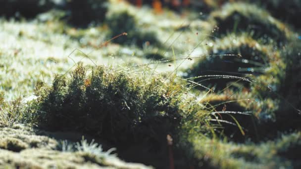 Close Shot Grassy Hillocks Covered Dew Cobwebs Hang Blades Grass — Wideo stockowe