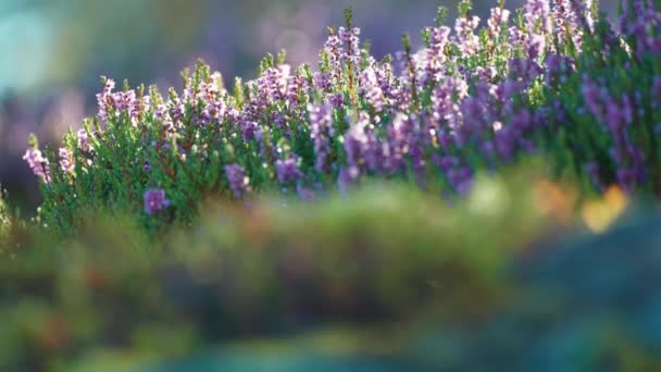 Close Shot Delicate Pale Pink Heather Flowers Blurry Foreground Slow — Video