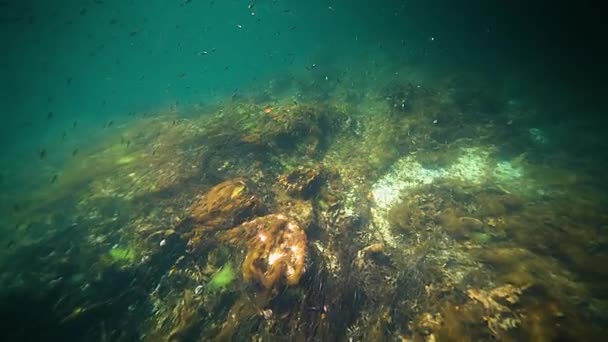 Underwater Shot Shoal Small Fish Swimming Murky Fjord Water Weeds — Stock video