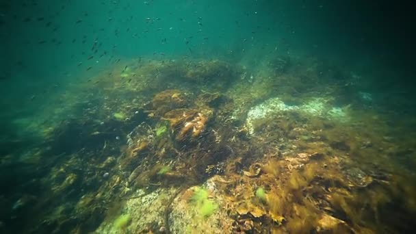 濁ったフィヨルドの水の中で泳ぐ小さな魚の浅瀬の水中ショット 雑草や昆布が底に浮かびます 高品質4K映像 — ストック動画