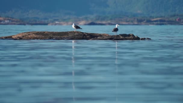 Couple Seagulls Perched Rock Sea Slow Motion Orbit High Quality — Vídeo de Stock