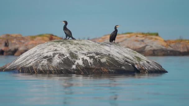 Couple Cormorants Sit Small Rocky Outcrop Simmultaniously Fly Away Slow — Vídeo de Stock