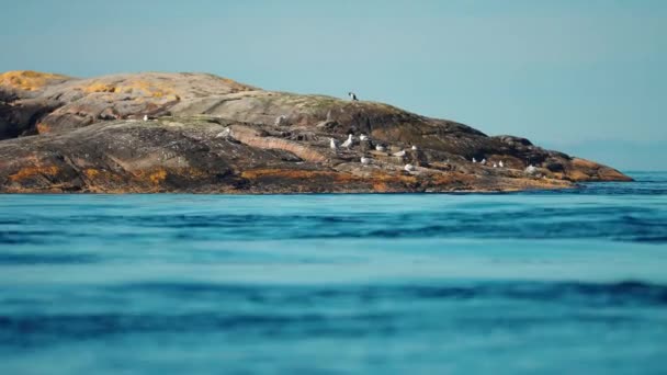 一群海鸥栖息在岩石海岸上 慢动作 高质量的4K镜头 — 图库视频影像