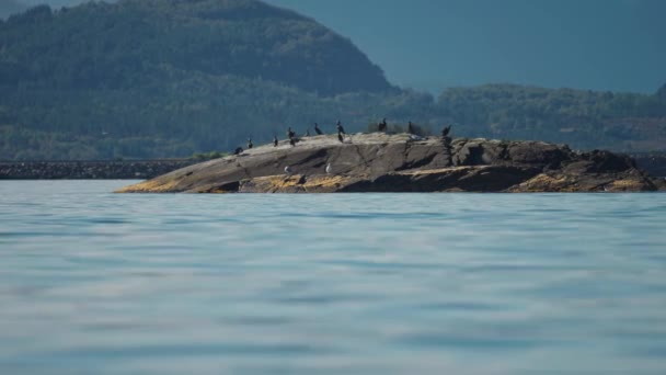 Flock European Shags Perched Small Rocky Island Shore Slow Motion — Stock video