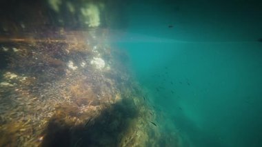 An underwater shot of a school of small fish swimming in the murky fjord water. High quality 4k footage