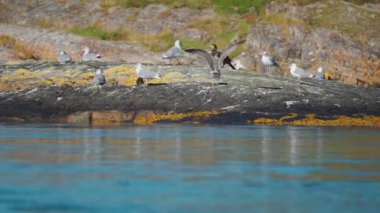 A flock of seagulls and a cormorant perched on the rocky shore. More birds fly in. Slow-motion, orbit. High-quality 4k footage