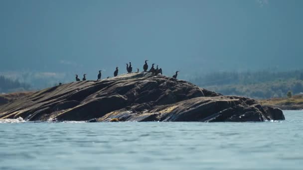 Flock Cormorant Shags Perched Small Isle Rocky Shore Slow Motion — Video