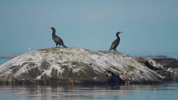 Couple Cormorants Sit Small Rocky Outcrop Simmultaniously Take Fly Away — 비디오