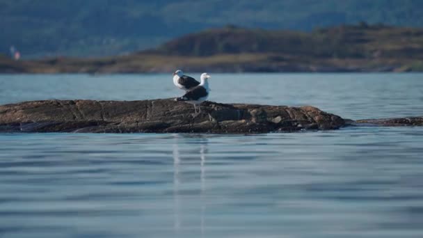 Two Seagulls Perched Rock Shore Slow Motion Orbit High Quality — Vídeos de Stock
