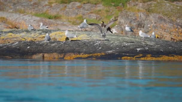 Flock Seagulls Cormorant Perched Rocky Shore More Birds Fly Slow — Vídeo de Stock