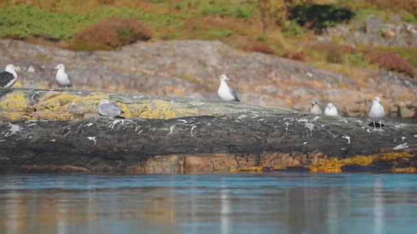 Flock Seagulls Perched Rocky Shore Weeds Moss Lichen Cover Stones — Stock video
