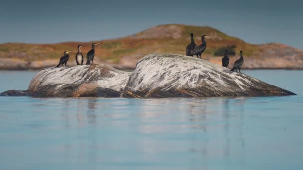 Flock European Shags Rocky Outcrop Shore Slow Motion Orbit High — Stock video