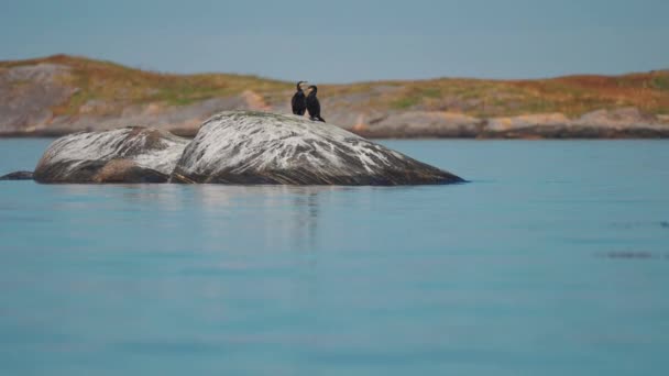 Couple Cormorants Rocky Outcrop Shore Slow Motion Orbit High Quality — Vídeo de Stock