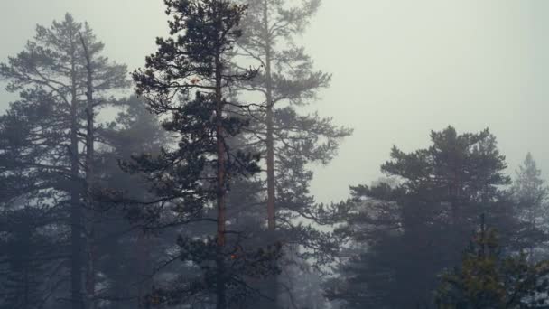 Dense Creepy Fog Covers Pine Forest Slow Motion Pan Right — Vídeos de Stock