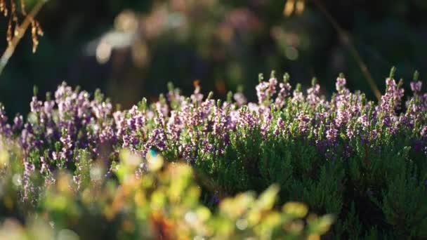 Close Ground Level Shot Delicate Pink Heather Flowers Blurry Foreground — Αρχείο Βίντεο