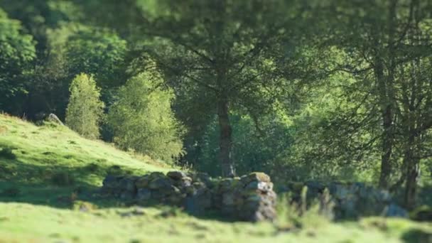 Tilt Shift Video Crumbling Stone Wall Green Field Forest Background — Stockvideo