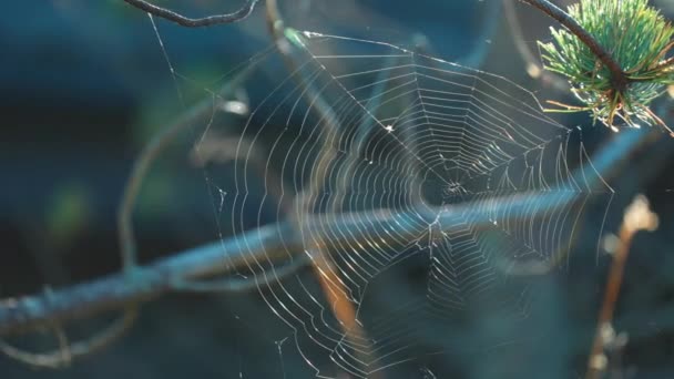 Close Shot Delicate Spiderweb Thin Pine Tree Branch Slow Motion — Video