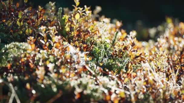 Close Ground Level Shot Colorful Tundra Undergrowth Blurry Background High — Stok video
