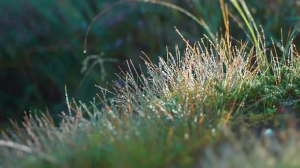 Close Shot Blades Grass Beaded Morning Dew Slow Motion Pan — Video