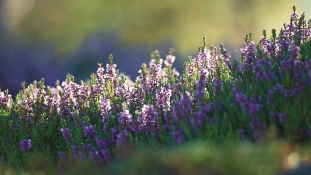 Close Shot Delicate Pink Heather Flowers Blurry Foreground Background Slow — Wideo stockowe
