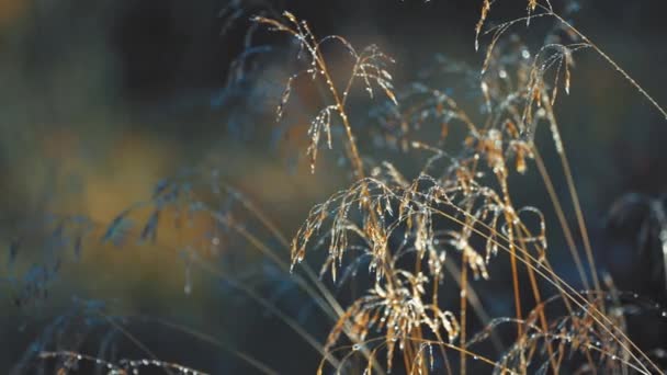 Close Shot Delicate Ears Withering Grass Swaying Slowly Blurry Background — Wideo stockowe