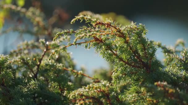在模糊的背景下 正在爬行的低矮常绿灌木丛的近距离地面拍摄 高质量的4K镜头 — 图库视频影像