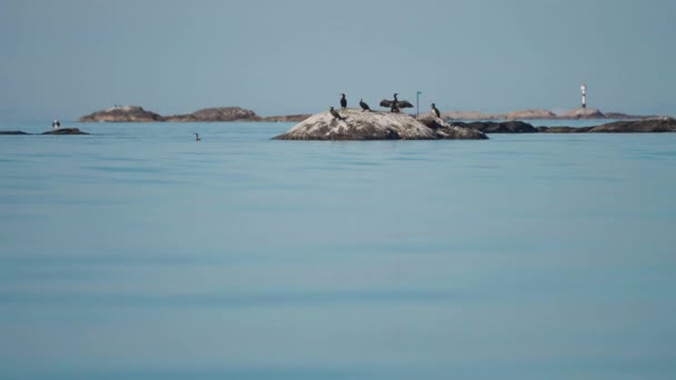 Flock European Shags Perched Rocky Islet Archipelago Atlantic Slow Motion — Stock video