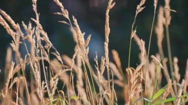 A close-up shot of the fluffy dry grass swaying in the wind. Slow-motion, pan-follow, blurry foreground. High-quality 4k footage
