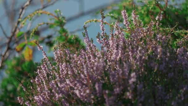 Close Shot Delicate Pink Heather Flowers Slow Motion Pan Left — Wideo stockowe