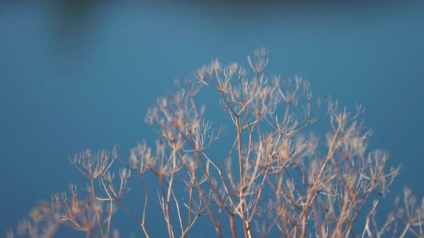 Close Shot Withered Weeds Blurry Background Slow Motion Pan High — Vídeos de Stock