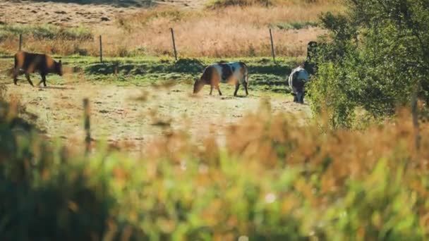 Eine Kleine Herde Kühe Weidet Auf Dem Feld Zeitlupe Verschwommener — Stockvideo