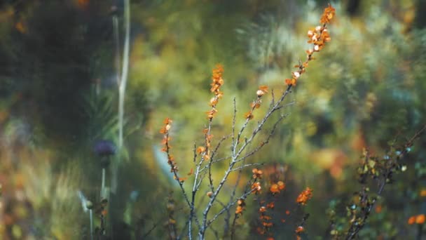Close Thistle Flower Dwarf Birch Tree Blurry Background Slow Motion — 图库视频影像