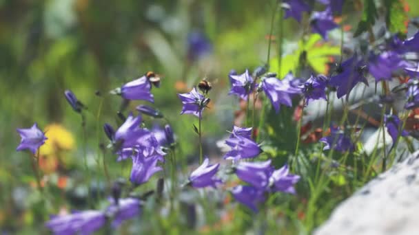 Close Shot Bumble Bees Gathering Nectar Bluebell Flowers Blurry Background — Stock Video