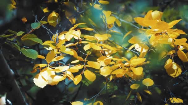 Close Das Folhas Douradas Ramo Delicado Retroiluminado Pelo Sol Outono — Vídeo de Stock