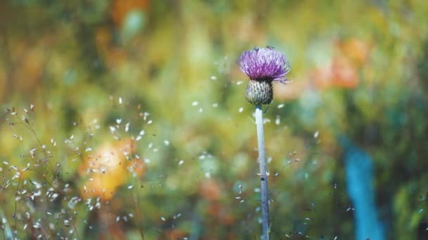 Close Shingle Thistle Flower Blurry Background Slow Motion Pan Left — Wideo stockowe