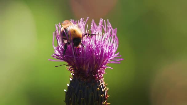 Close Bumble Bee Thistle Flower Blurry Background Slow Motion Pan — Αρχείο Βίντεο