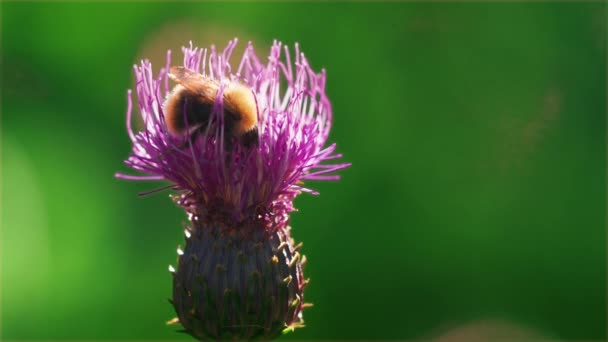 一只在雌蕊花上觅食的大黄蜂的特写 慢动作 高质量的4K镜头 — 图库视频影像