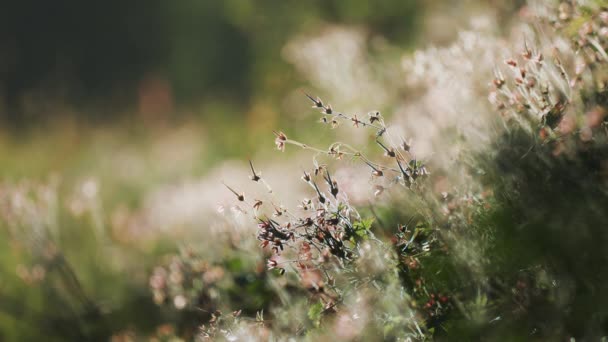 在茂密的绿色草地上拍了一张特写 昆虫和侏儒在草地上飞舞 循环视频 高质量的4K镜头 — 图库视频影像