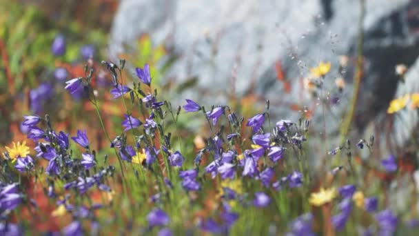 Zbliżenie Niebiesko Żółtych Dzikich Kwiatów Kołyszących Się Wietrze Rozmytym Tle — Wideo stockowe