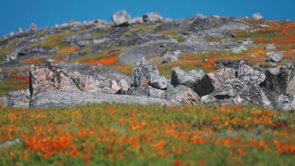 Colorful Autumn Scenery Rocky Plateau Norway Slow Motion Pan Left — Stock videók