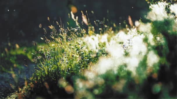 夕阳西下 一片繁茂的阳光照射的草地的特写 昆虫和侏儒在草地上飞舞 循环视频 高质量的4K镜头 — 图库视频影像